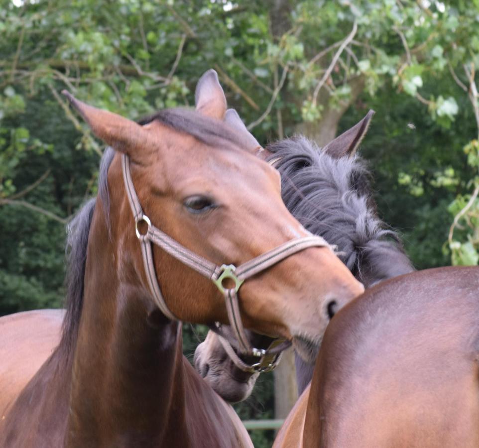 Westert Hoeve Vriescheloo Esterno foto