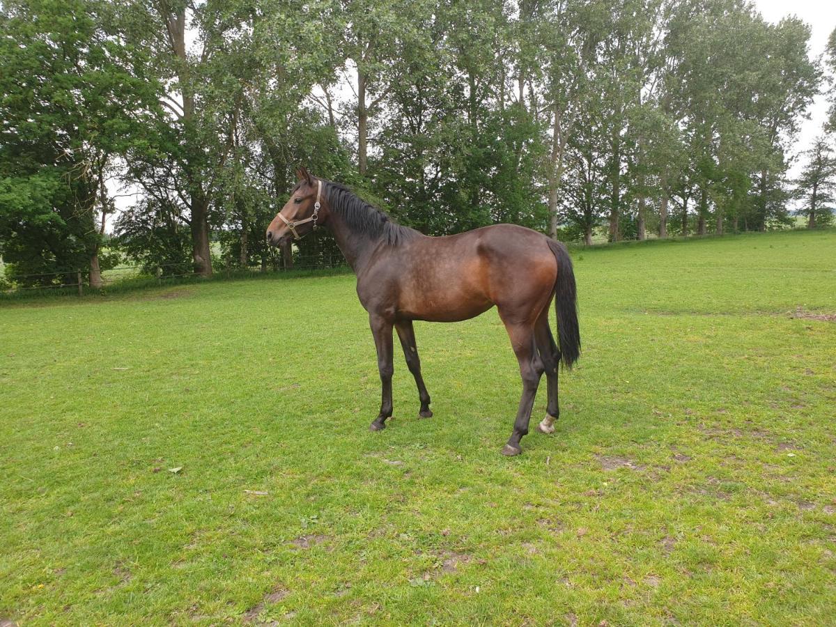 Westert Hoeve Vriescheloo Esterno foto