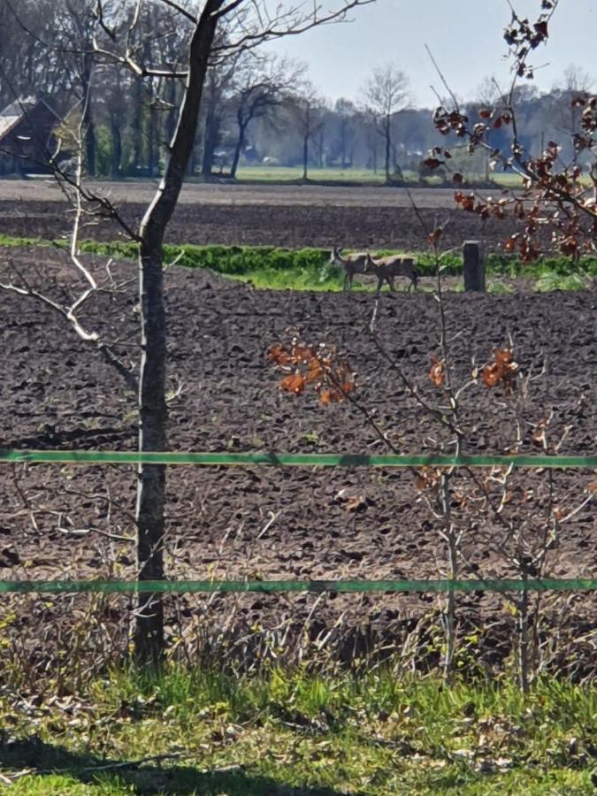Westert Hoeve Vriescheloo Esterno foto